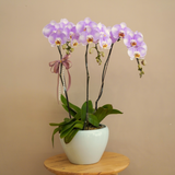 Phalaenopsis Orchid (3 stalks)