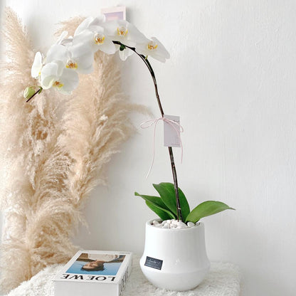 Puteri White Orchid