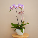 Phalaenopsis Orchid (2 stalks)