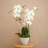 Phalaenopsis Orchid (2 stalks)