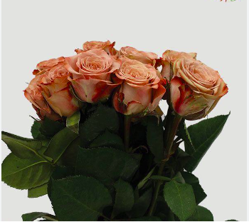 V2024 Rose Bouquet 1