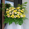 Premium sympathy flower arrangement with white gerberas and yellow papermums, 60cm base width