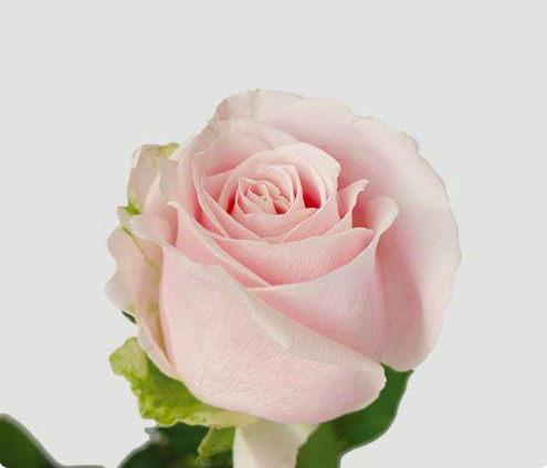 V2024 Rose Bouquet 1
