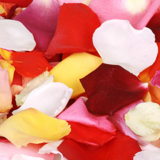 Mixed Colour Rose Petals